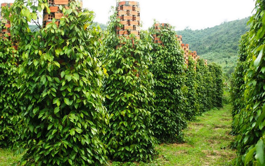Southern Phu Quoc – Pearl Farm, Prison, Pepper Plantation & Pagoda
