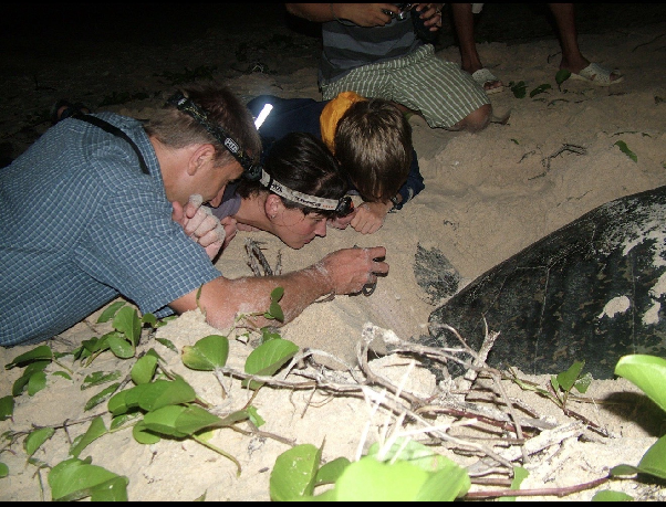 Turtle Nesting Tour on Bảy Cạnh Island – Overnight Wildlife Experience